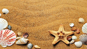 Beach starfish ,  Pling wallpaper