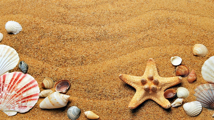 Beach starfish ,  Pling wallpaper