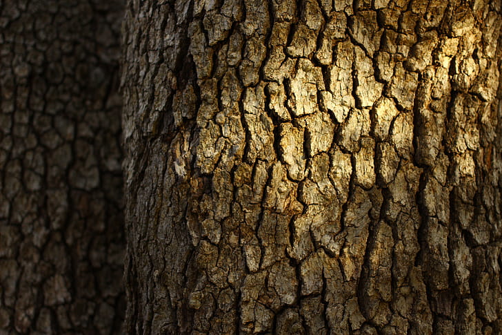 Trees,  , Tree wallpaper