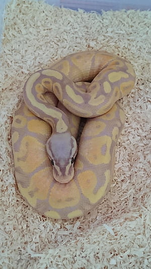 Python, Banana pastel, Het axanthic, Royal ball python phone wallpaper