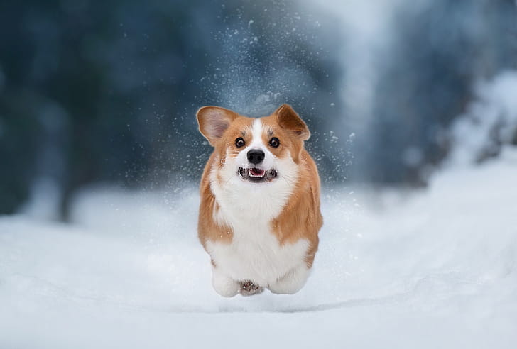 Snow, Corgis wallpaper