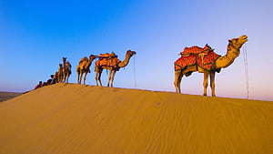 Camel , High definition wallpaper