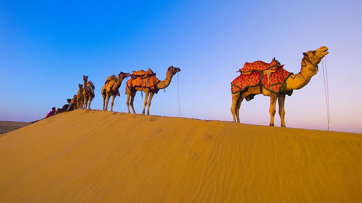 Camel , High definition wallpaper