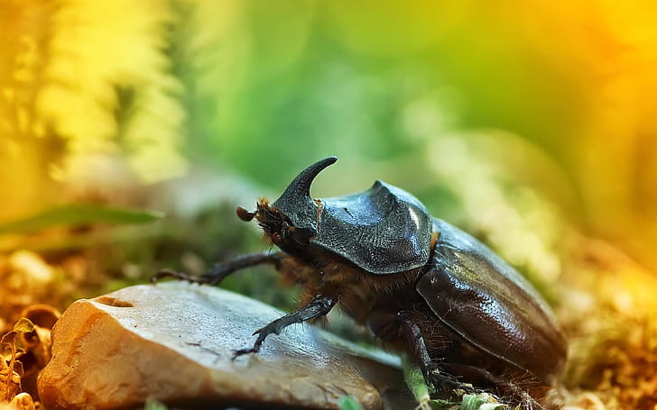 Beetle (Animals), Bug  , Bug  , VW bug wallpaper