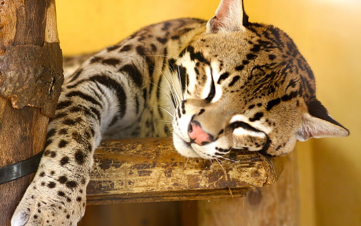 Sleeping, Ocelots wallpaper