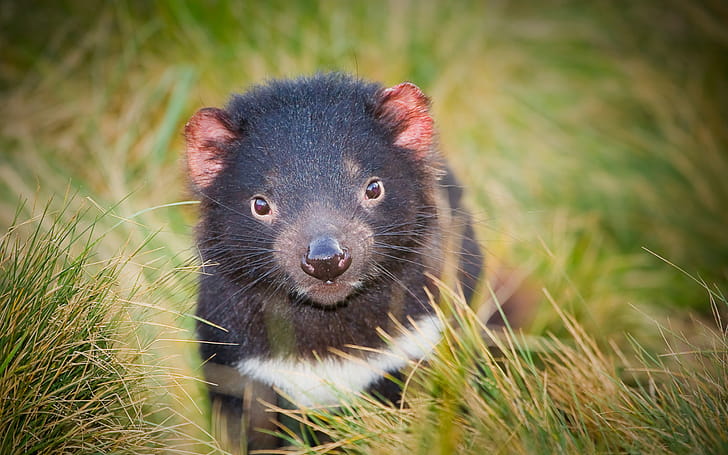 Tasmanian Devil , Collection, Devil, Background wallpaper