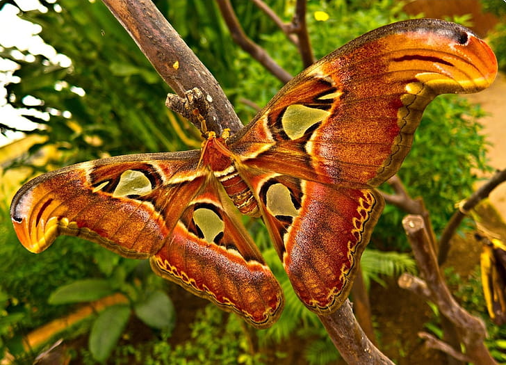 Moth  ,  background , 1920x1200 wallpaper