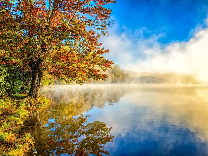Trees,  , Tree, Fall, Lake, Reflection wallpaper
