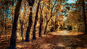 landscape wallpaper