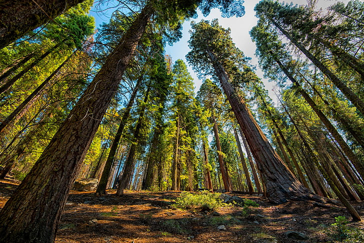 Sequoia,  , Forest, Tree wallpaper