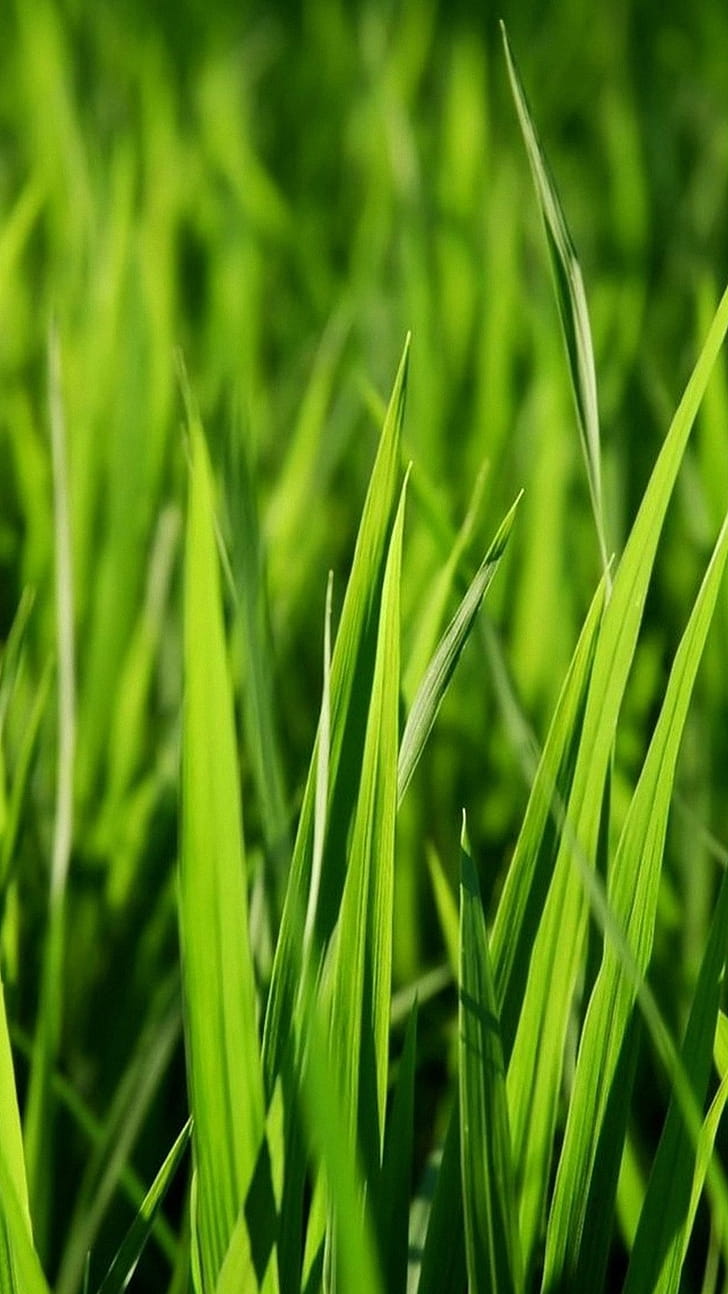Grass  android, Android , Green nature, Serene backdrop phone wallpaper