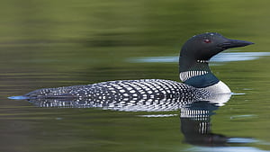 Loon wallpaper