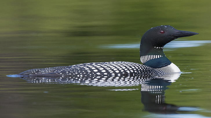 Loon wallpaper