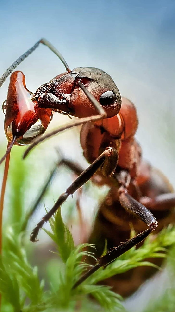 Ant, Insects phone wallpaper