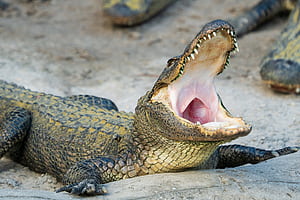 Jaws, Alligators wallpaper