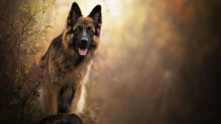 German Shepherd, graphy, Dynamic pose, High-resolution wallpaper
