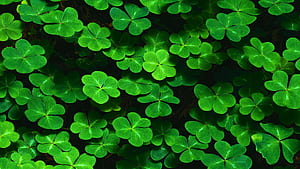 Leaf , Full , , Backgrounds wallpaper
