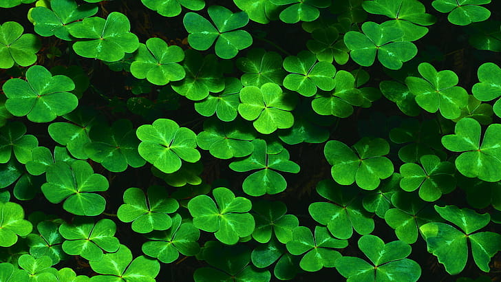Leaf , Full , , Backgrounds wallpaper