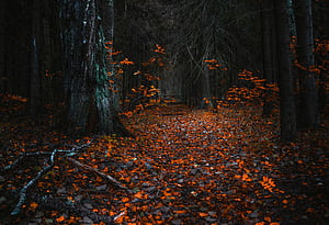 Tree, Fall, Leaf, Path,  , Nature, Forest wallpaper