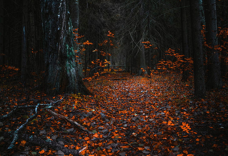 Tree, Fall, Leaf, Path,  , Nature, Forest wallpaper