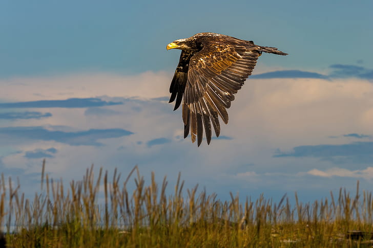 Eagle Predator Flight, eagle, birds wallpaper