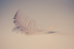 Feather Soft , feather wallpaper