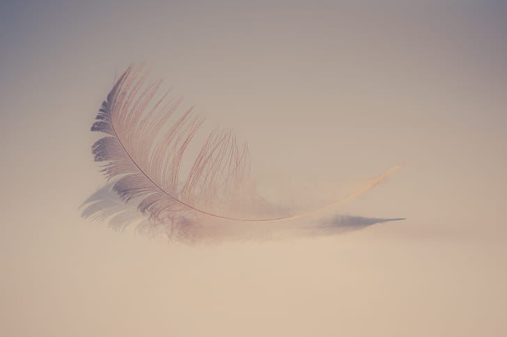 Feather Soft , feather wallpaper