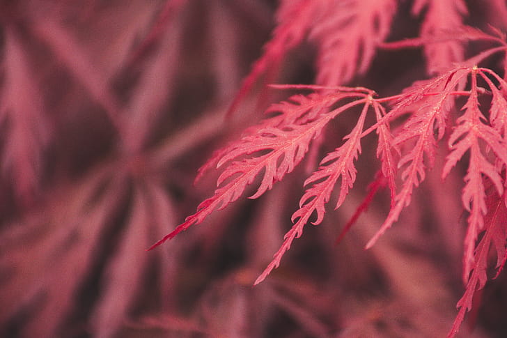 Red Leaf Macro , leaf, red, macro, graphy, nature wallpaper