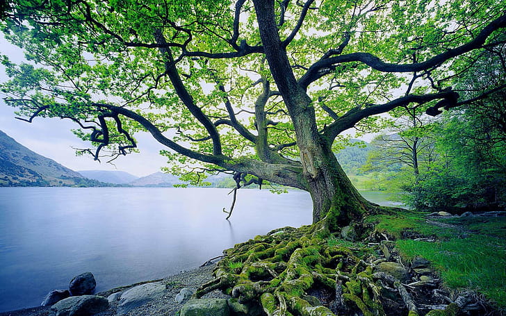 Tree, Nature, Oak Tree,  Hintergrnde wallpaper