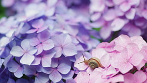 Snail, Hydrangea wallpaper