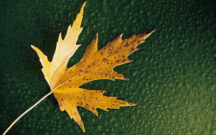 Simple Leaf, leaf, nature wallpaper