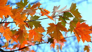 Branch, Maple Tree wallpaper