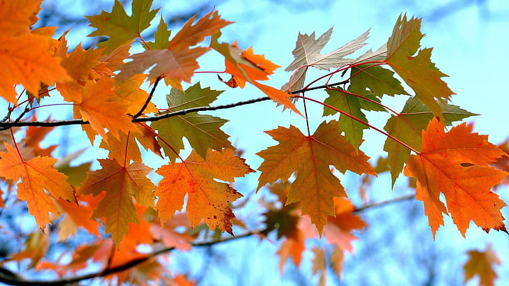 Branch, Maple Tree wallpaper
