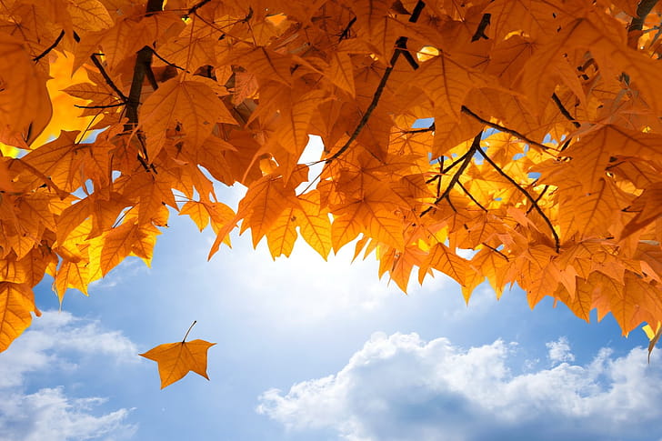 Falling leaf, Maple Tree wallpaper