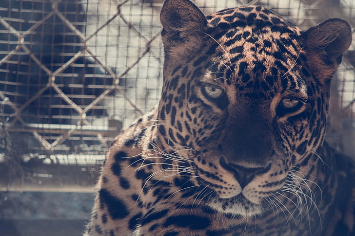 Leopard, leopard, animals wallpaper