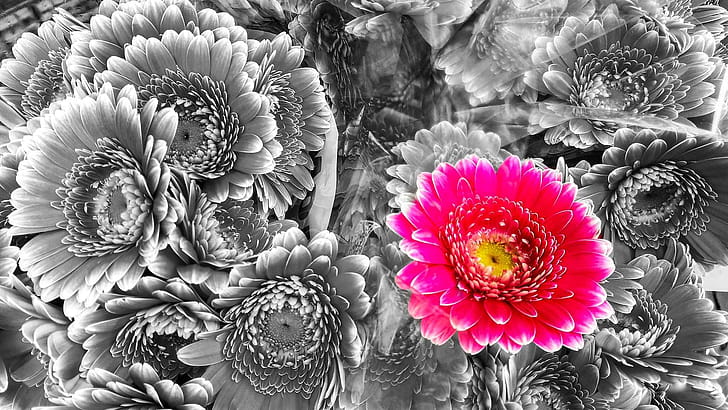 flower, macro wallpaper