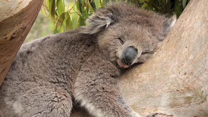 Sleeping, Koalas wallpaper