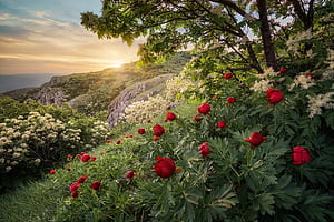 Forest spring mountain, Bulgaria, Sunset, Peony wallpaper