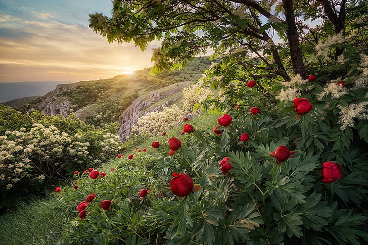 Forest spring mountain, Bulgaria, Sunset, Peony wallpaper