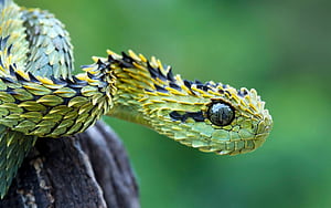Atheris hispida, Snakes wallpaper