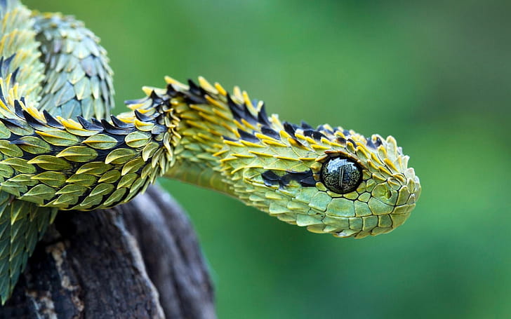 Atheris hispida, Snakes wallpaper