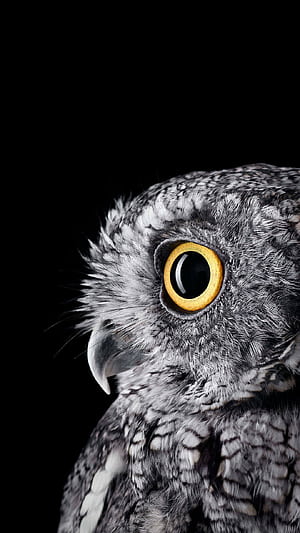 Owl background, PC ,  , Captivating backdrop phone wallpaper