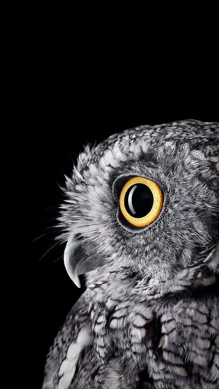 Owl background, PC ,  , Captivating backdrop phone wallpaper