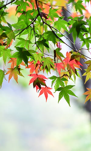 Maple leaf, Leaves spring, iPhone 6 Plus, phone wallpaper