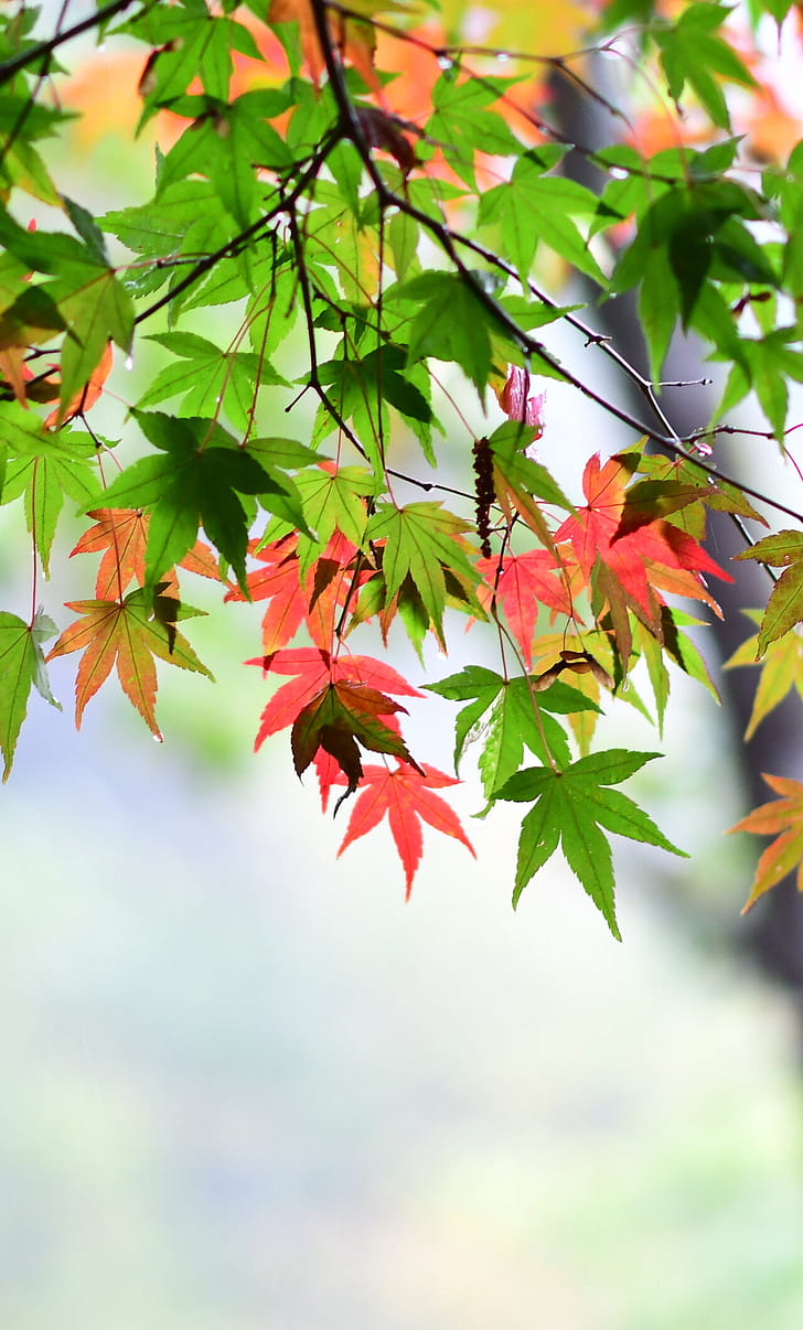 Maple leaf, Leaves spring, iPhone 6 Plus, phone wallpaper