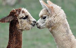 Siblings, Alpacas wallpaper