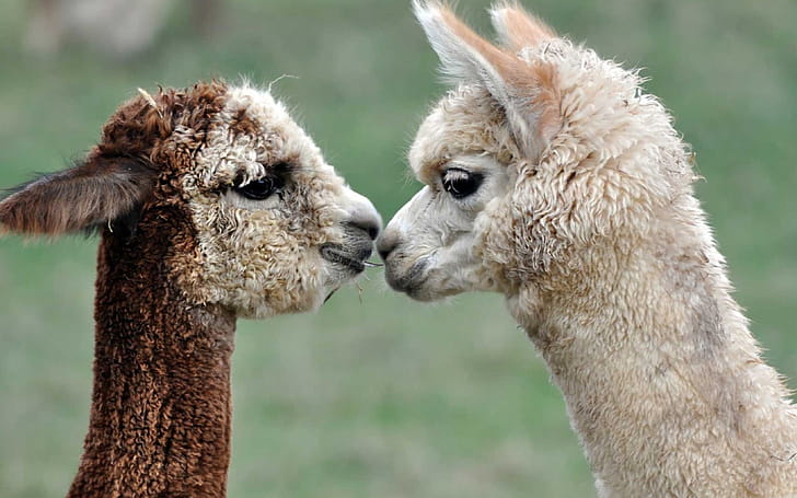 Siblings, Alpacas wallpaper