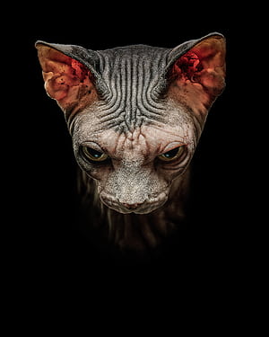 Artwork, Sphynx phone wallpaper