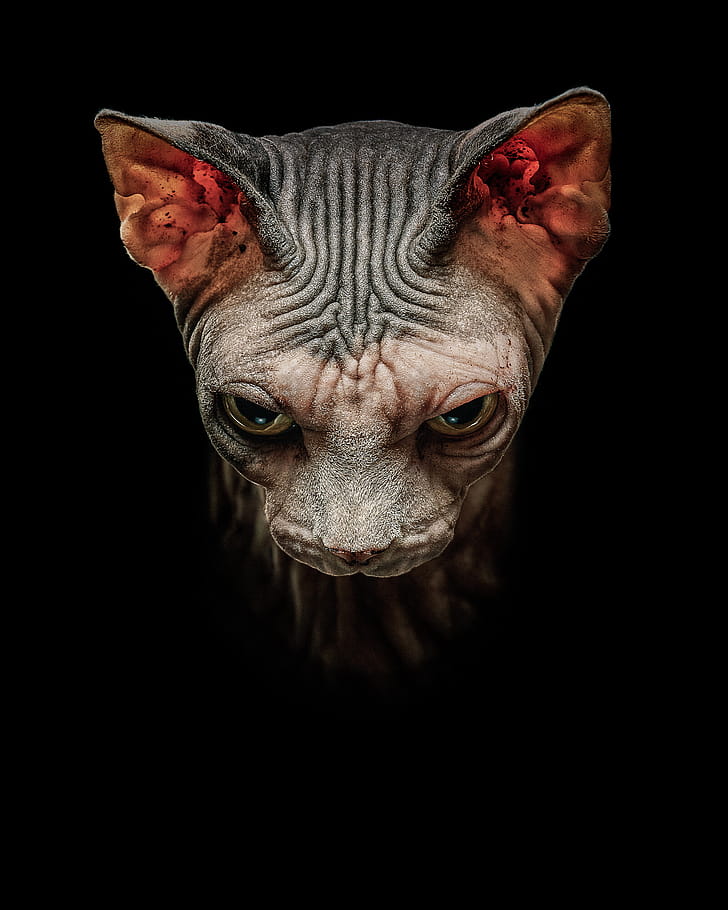 Artwork, Sphynx phone wallpaper