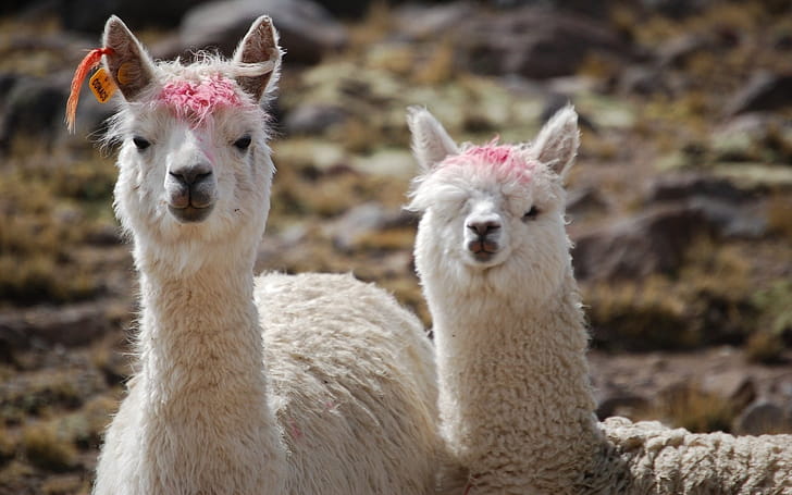 Couple, Alpacas wallpaper
